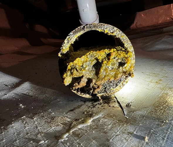 Pipe with yellow and black mold, highlighting the importance of mold remediation services.